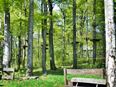 Kletterwald auf dem Hoherodskopf